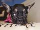 French Bulldog Puppies for sale in Fort Worth, Texas. price: $5,000