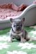 French Bulldog Puppies for sale in Greenport, New York. price: $4,500