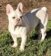 French Bulldog Puppies for sale in Main St, Springfield, OR, USA. price: $1,800
