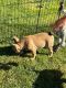 French Bulldog Puppies for sale in Jefferson, Oregon. price: $2,500