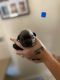 French Bulldog Puppies for sale in Mudgee, New South Wales. price: $2,500