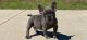 French Bulldog Puppies for sale in Perth, Western Australia. price: $5,000