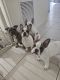 French Bulldog Puppies for sale in Geelong, Victoria. price: $3,500