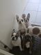 French Bulldog Puppies for sale in Geelong, Victoria. price: $2,100