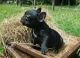 French Bulldog Puppies for sale in Anderson, AK, USA. price: NA