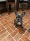 French Bulldog Puppies for sale in West Palm Beach, FL 33411, USA. price: $500