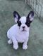 French Bulldog Puppies for sale in Milwaukee, WI, USA. price: $25,003,000