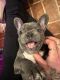 French Bulldog Puppies for sale in West Palm Beach, FL 33411, USA. price: $500