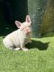 French Bulldog Puppies for sale in Livermore, California. price: $1,800
