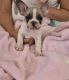 French Bulldog Puppies for sale in Wyong, New South Wales. price: $1,800