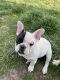 French Bulldog Puppies for sale in Topeka, Kansas. price: $1,750