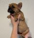 French Bulldog Puppies for sale in Fresno, CA, USA. price: $900
