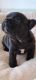 French Bulldog Puppies for sale in Monrovia, California. price: $2,000