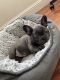 French Bulldog Puppies for sale in Montclair, California. price: $2,500