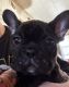 French Bulldog Puppies for sale in Ithaca, MI 48847, USA. price: $2,500