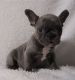 French Bulldog Puppies for sale in Adamsville, Ohio. price: $750