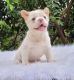 French Bulldog Puppies for sale in San Jose, California. price: $4,500