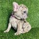 French Bulldog Puppies for sale in Jersey City, New Jersey. price: $500