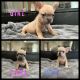 French Bulldog Puppies for sale in Redlands, California. price: $2,200