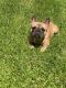 French Bulldog Puppies for sale in Houston, TX, USA. price: $800