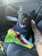 French Bulldog Puppies for sale in Rancho Cucamonga, California. price: $2,000