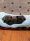 French Bulldog Puppies for sale in Greenwood, South Carolina. price: $3,500