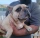 French Bulldog Puppies for sale in Riverside, California. price: $500