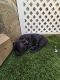 French Bulldog Puppies for sale in La Quinta, California. price: $2,000