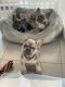 French Bulldog Puppies for sale in Miami, Florida. price: $4,500