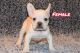 French Bulldog Puppies for sale in Hesperia, California. price: $2,300