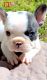 French Bulldog Puppies for sale in Tampa, Florida. price: $5,000