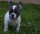 French Bulldog Puppies for sale in Midland Rd, Sutton-in-Ashfield, Nottinghamshire NG17 5BF, UK. price: 350 GBP