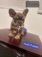 French Bulldog Puppies for sale in Fullerton, California. price: NA