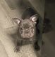 French Bulldog Puppies for sale in North Highlands, California. price: $1,200