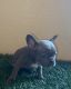 French Bulldog Puppies for sale in Woodland, California. price: $5,000