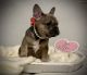 French Bulldog Puppies for sale in New Houlka, MS 38850, USA. price: $1,800