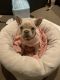 French Bulldog Puppies for sale in Attwood, Victoria. price: $2,700