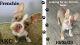 French Bulldog Puppies for sale in Bermuda Dunes, California. price: $3,500