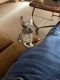 French Bulldog Puppies for sale in Meriden, Connecticut. price: $1,800