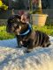 French Bulldog Puppies for sale in Tallahassee, Florida. price: $4,000