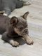 French Bulldog Puppies for sale in Tallahassee, Florida. price: $5,000