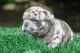 French Bulldog Puppies for sale in San Diego, California. price: $2,000