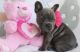 French Bulldog Puppies for sale in Moorpark, CA 93021, USA. price: $2,000