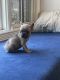 French Bulldog Puppies for sale in Sturgis, Michigan. price: $1,600