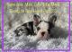 French Bulldog Puppies for sale in Fort Plain, NY, USA. price: $3,250