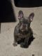 French Bulldog Puppies for sale in Kyle, Texas. price: $1,000