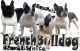 French Bulldog Puppies for sale in Mumbai, Maharashtra, India. price: 35000 INR