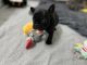 French Bulldog Puppies for sale in Lake Macquarie City, New South Wales. price: $1,500