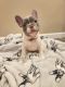 French Bulldog Puppies for sale in Bellingham, Washington. price: $2,500