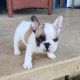 French Bulldog Puppies for sale in Temple, TX, USA. price: $3,500
